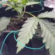 1. indoor Grow 4strains