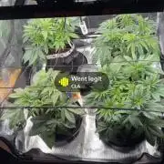 1. indoor Grow 4strains