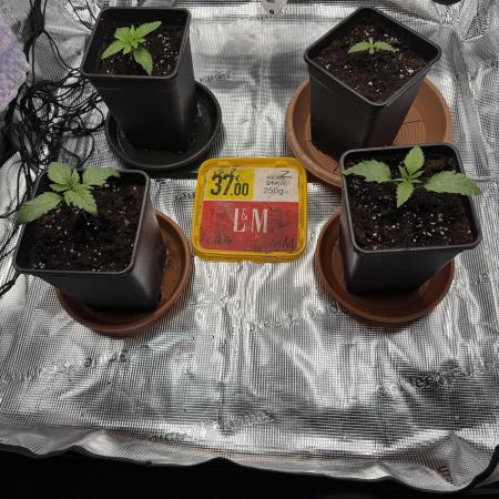 1. indoor Grow 4strains