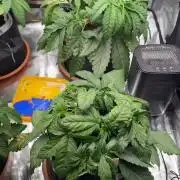 1. indoor Grow 4strains
