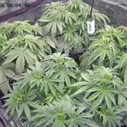 1. indoor Grow 4strains