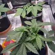1. indoor Grow 4strains