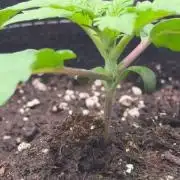1. indoor Grow 4strains