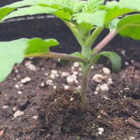 1. indoor Grow 4strains