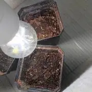 Farmer Kush