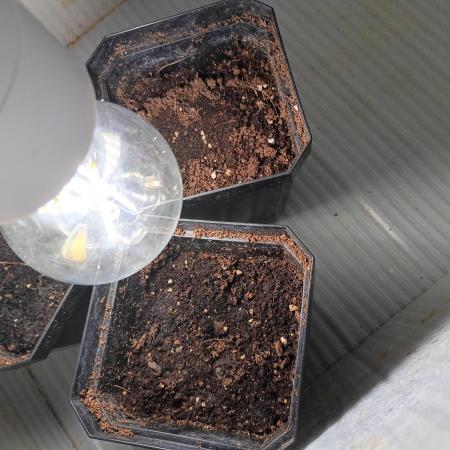 Farmer Kush