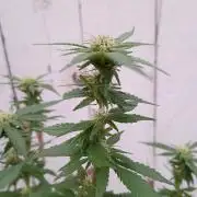 RS11 Outdoor WA 2026