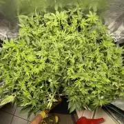 🍌🥦🏎️🌱?