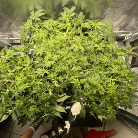 🍌🥦🏎️🌱?