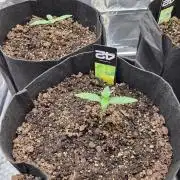 Mendo gorilla lc