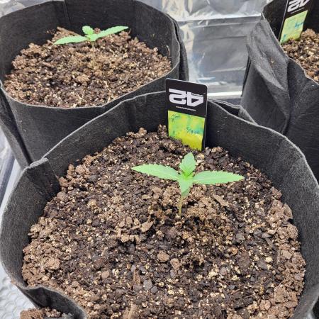 Mendo gorilla lc
