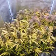 First Grow