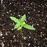 first ever grow