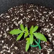 first ever grow