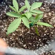 first ever grow