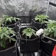 Bubble pop cake pheno hunt