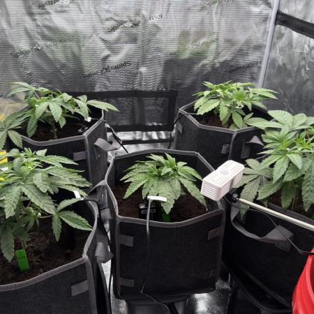 Bubble pop cake pheno hunt