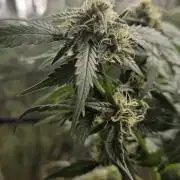 Year 2 growing cannabis
