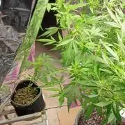 Year 2 growing cannabis