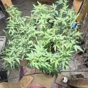 Year 2 growing cannabis