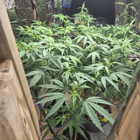 Year 2 growing cannabis