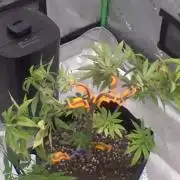 Blue Dream aka Haze Berry