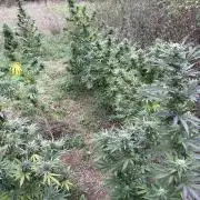 Guerilla Grow 2026