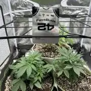 2x2 mars hydro ts1000 24 fast buds