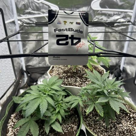 2x2 mars hydro ts1000 24 fast buds