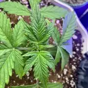 2x2 mars hydro ts1000 24 fast buds