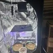 2x2 mars hydro ts1000 24 fast buds