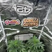 2x2 mars hydro ts1000 24 fast buds