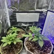 2x2 mars hydro ts1000 24 fast buds