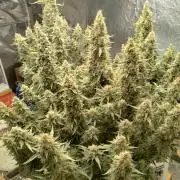 Obama kush auto