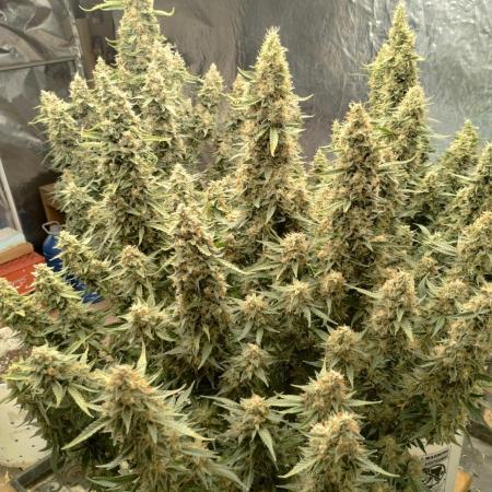 Obama kush auto
