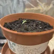 First