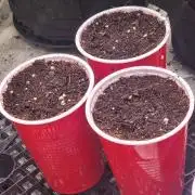Solo Cup STUDy: Bubba's Breath Stud Hunt