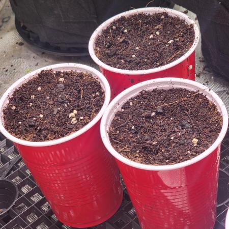 Solo Cup STUDy: Bubba's Breath Stud Hunt