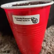 Cinderella Pineapple In 18 oz Solo Cup