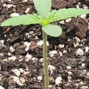 Pink Runtz Auto RQS