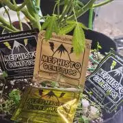 Mephisto 1-Gallon Challenge