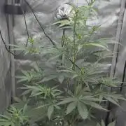 gorilla cookies auto Fast buds