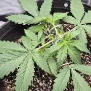 gorilla cookies auto Fast buds