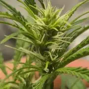 gorilla cookies auto Fast buds