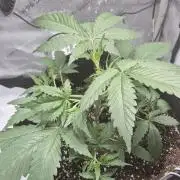 gorilla cookies auto Fast buds