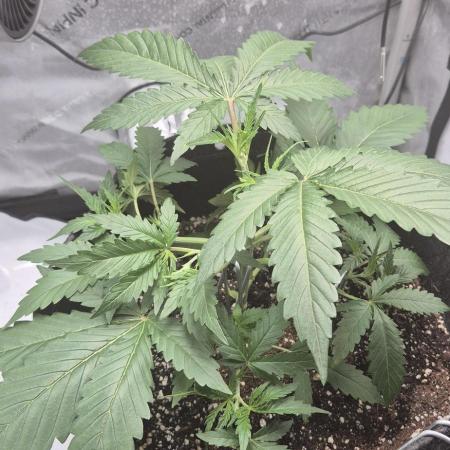 gorilla cookies auto Fast buds