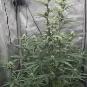 gorilla cookies auto Fast buds