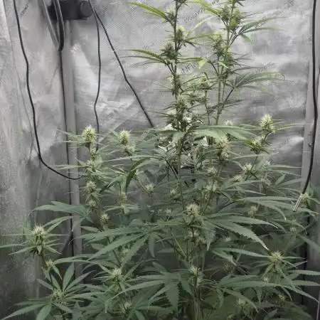 gorilla cookies auto Fast buds