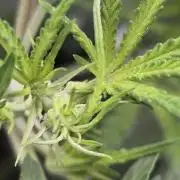 gorilla cookies auto Fast buds
