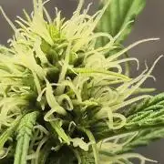 gorilla cookies auto Fast buds